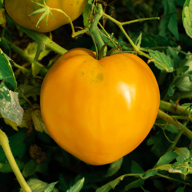 Tomatoes - Yellow Oxheart