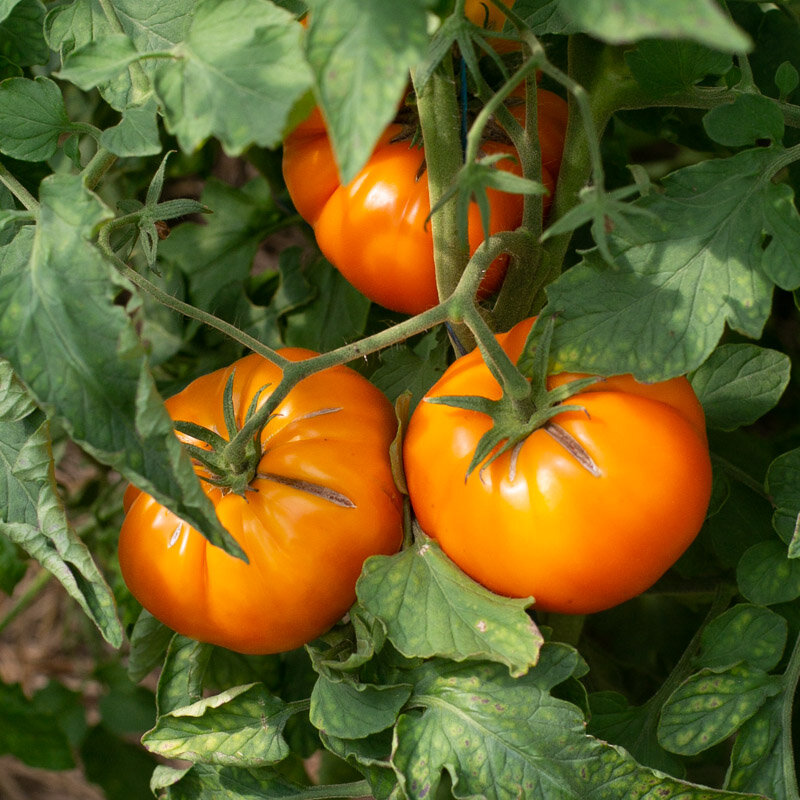 Tomatoes - Tangerine