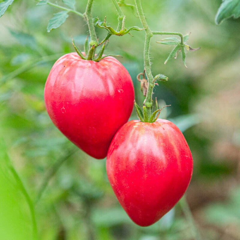 Tomatoes - Anna Russian