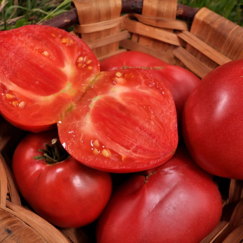 Tomatoes - Anna Russian