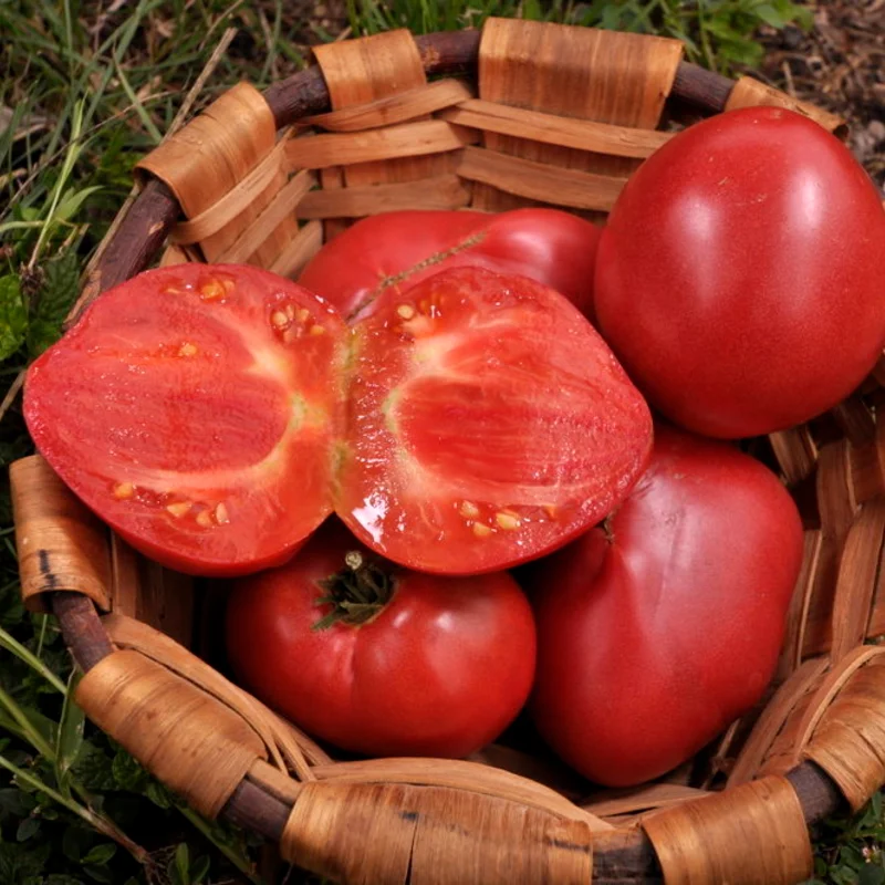 Tomatoes - Anna Russian