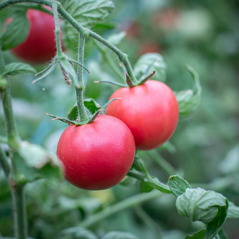 Tomatoes - Canabec Rose