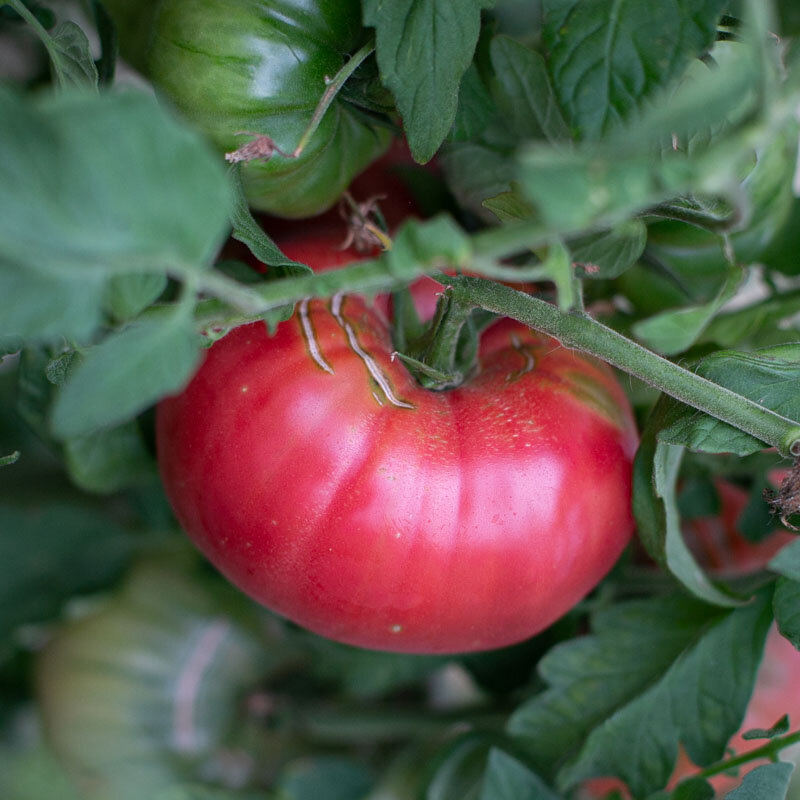 Tomatoes - Ispolin