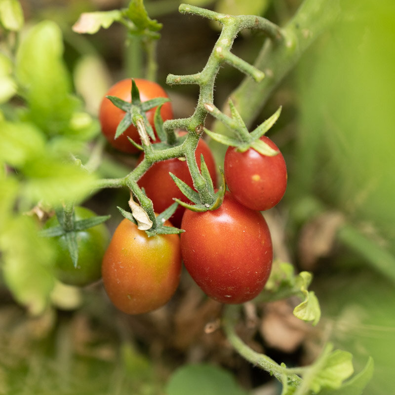 Cherry tomatoes - Whippersnapper