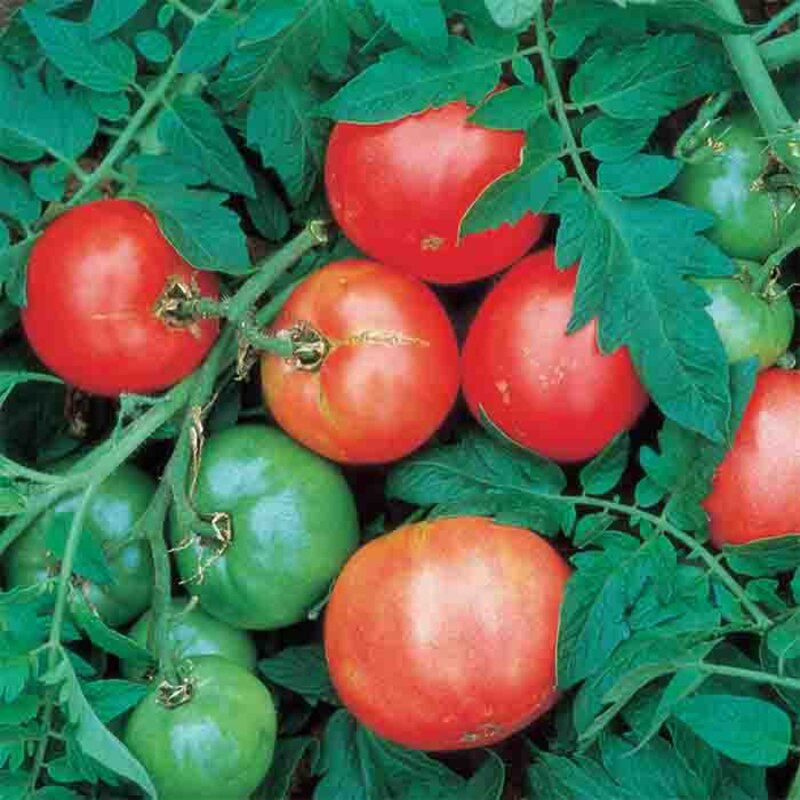 Tomatoes - Arkansas Traveler