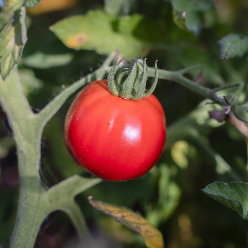 Tomatoes - Livingston's Main Crop Pink
