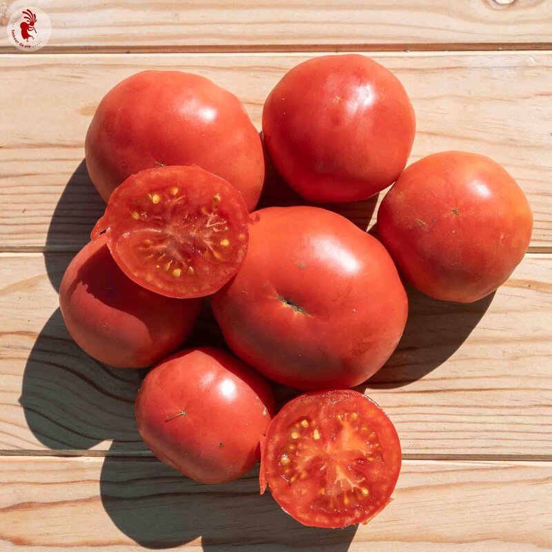 Tomatoes - June Pink
