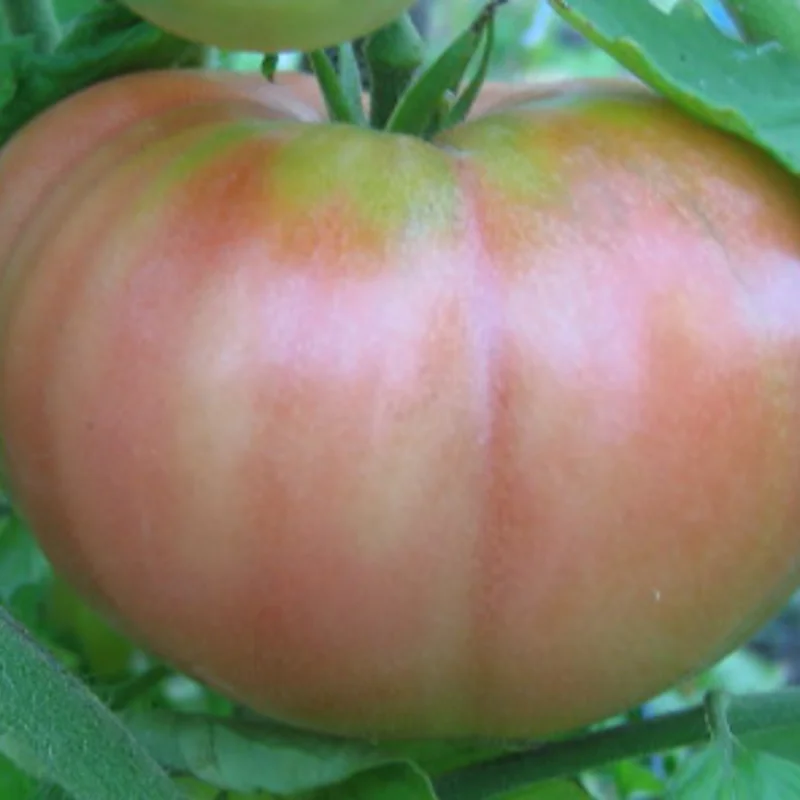 Tomatoes - June Pink