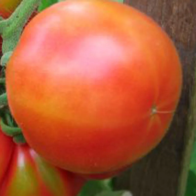 Tomatoes - June Pink