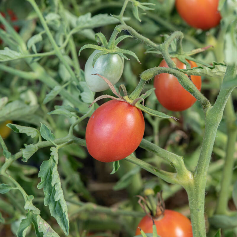 Tomatoes - Olirose de St Domingue