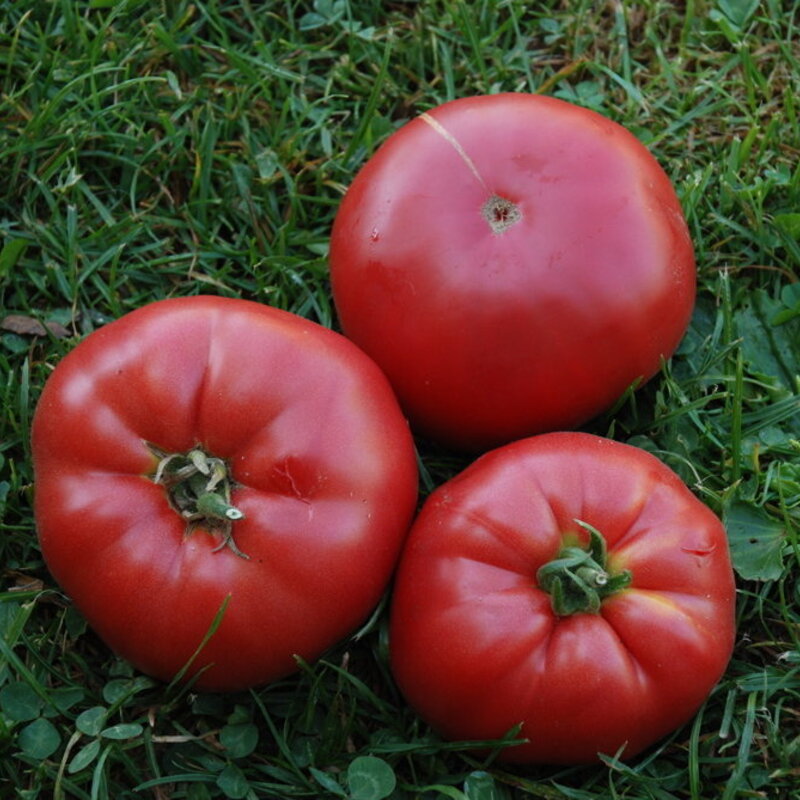 Tomatoes - Pruden's Purple