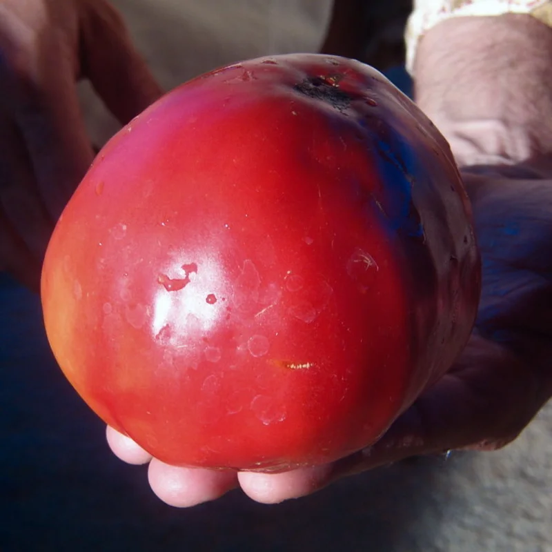 Tomatoes - Oxheart  Yasha Yugoslavian