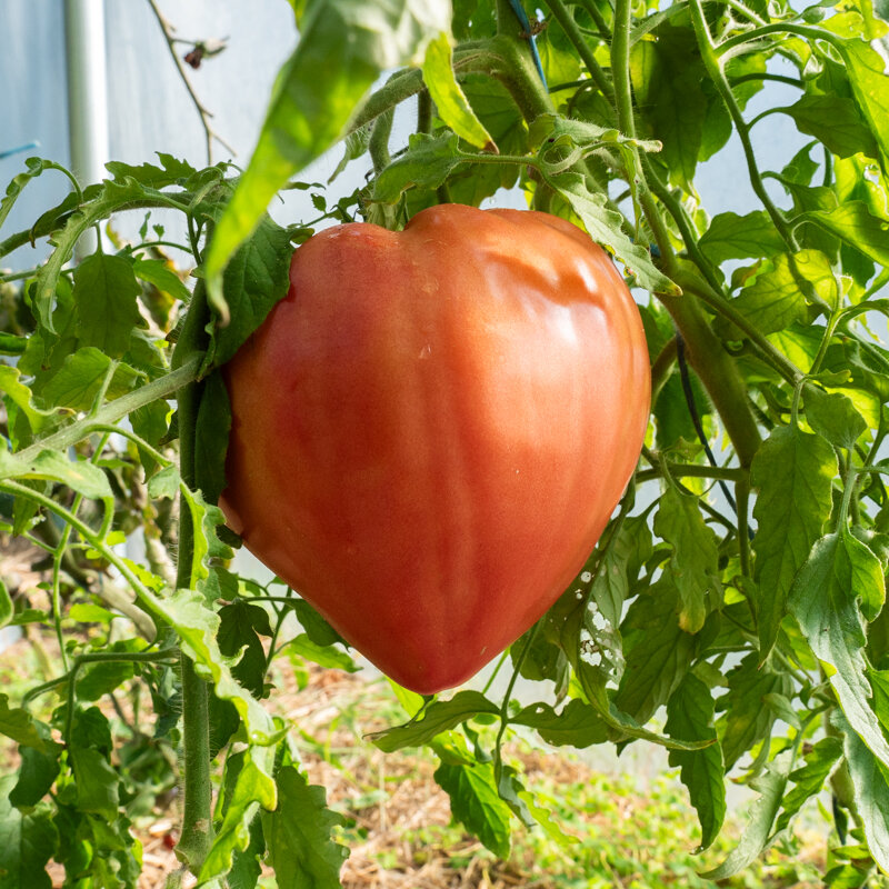 Tomatoes - Japanese Oxheart