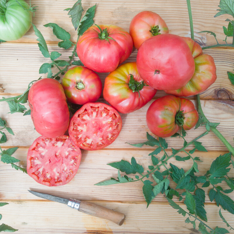 Tomatoes - Giant Belgium