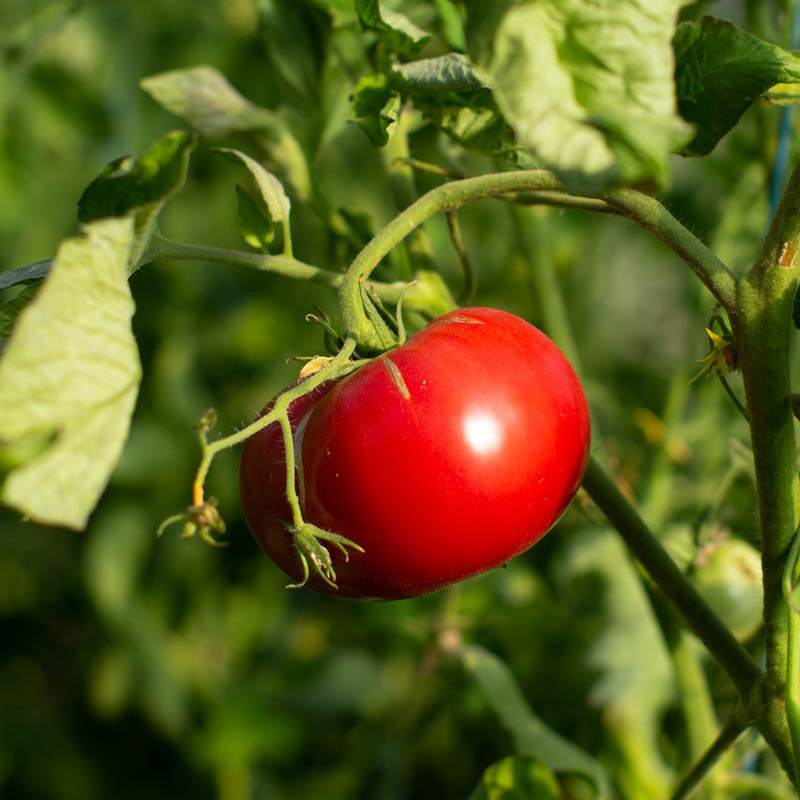 Tomatoes - Brandywine Sudduth's Strain