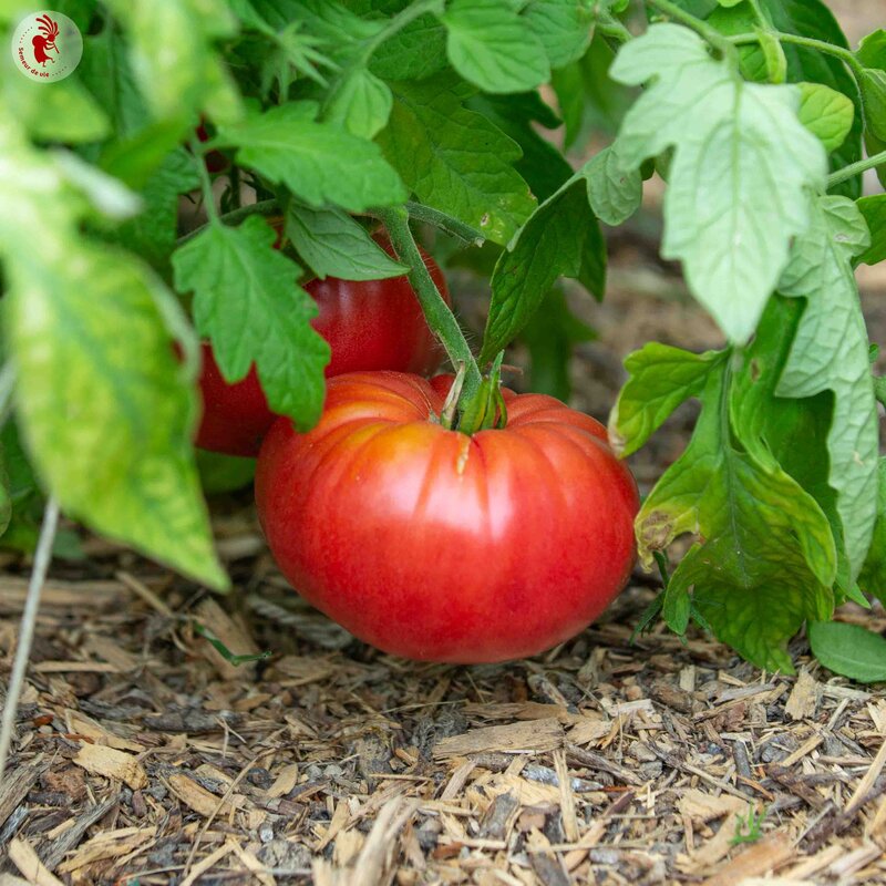 Tomatoes - Una Hartsock Beefsteak