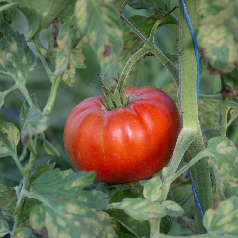 Tomatoes - Stump Of The World