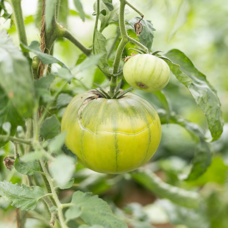 Tomatoes - Charlie Green