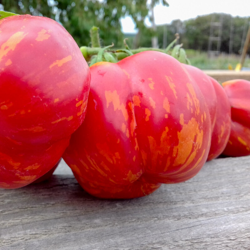 Tomatoes - Striped Cavern