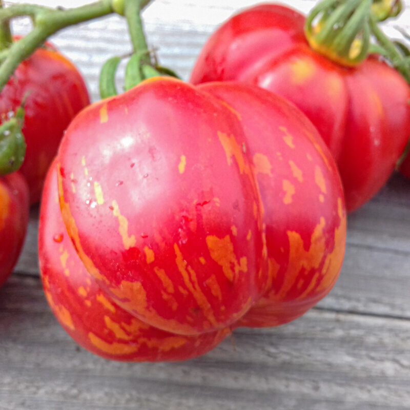 Tomatoes - Striped Cavern