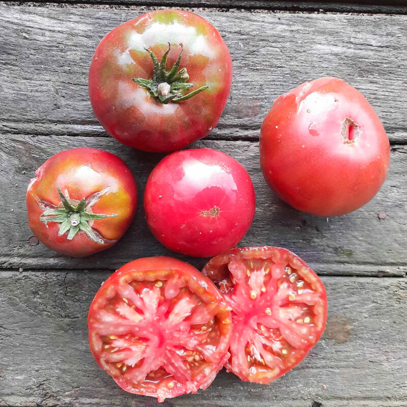 Tomatoes - Black Crimean Tomato plants