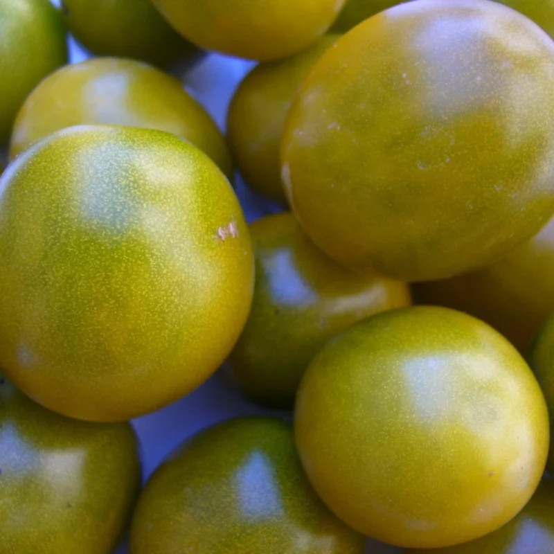 Cherry tomatoes - Green Grape