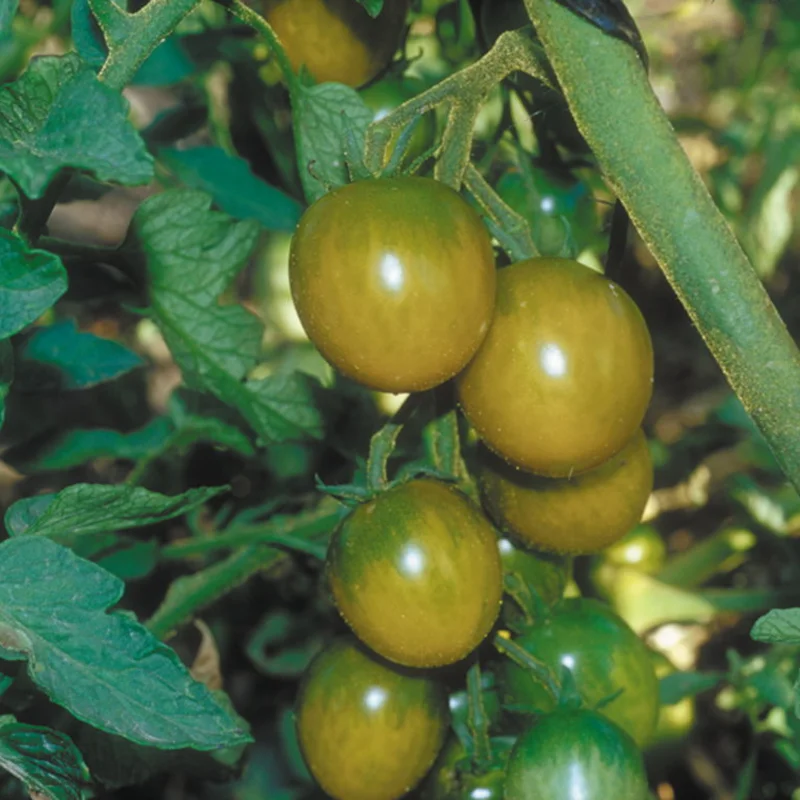 Cherry tomatoes - Green Grape