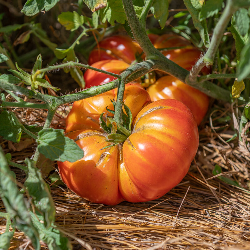 Tomatoes - Tomato Pineapple plants