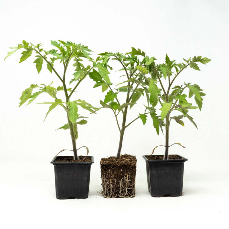 Tomatoes - Tomato Pineapple plants