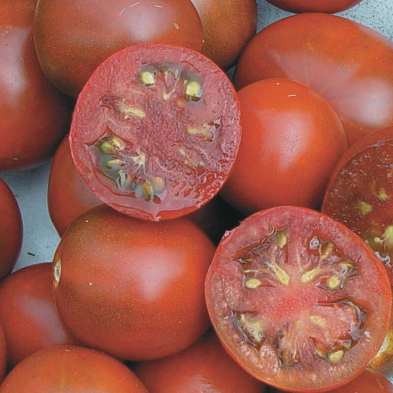 Tomatoes - Black Prince