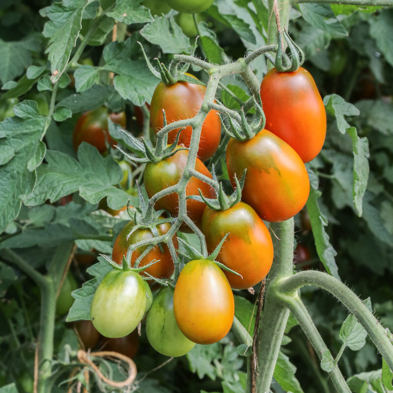Tomatoes - Black Plum