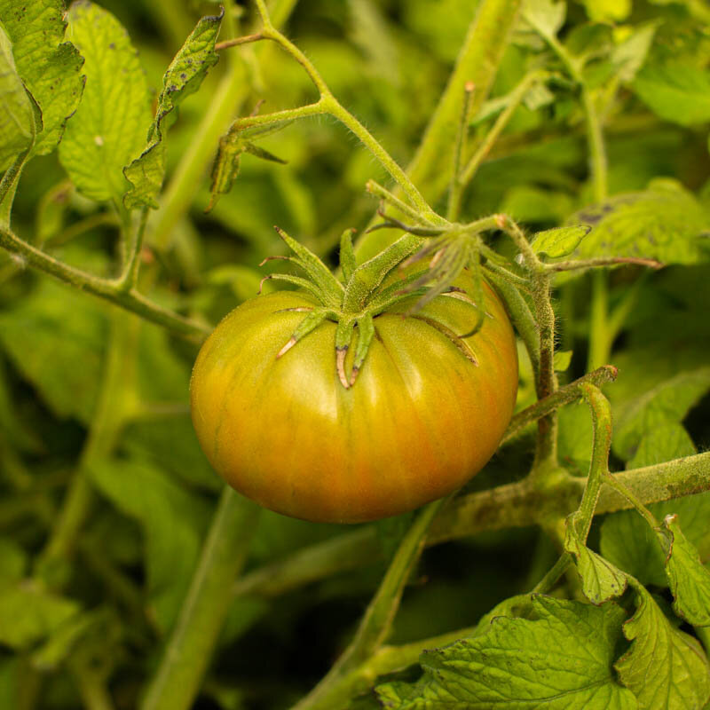 Tomatoes - Aunt Ruby's German Green