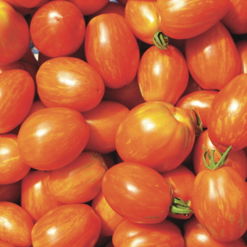 Tomatoes - Tonnelet