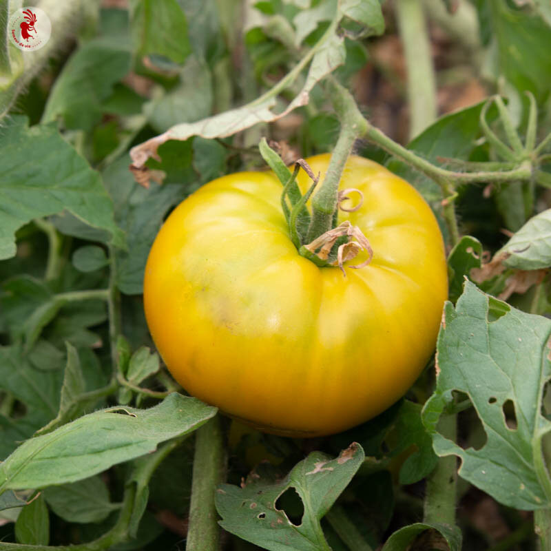 Tomatoes - Green Velvet