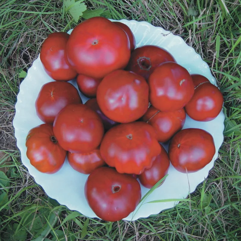 Tomatoes - Black Aisberg