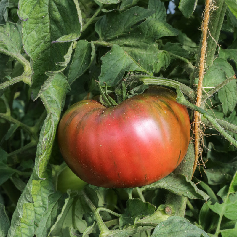 Tomatoes - Cuban Black