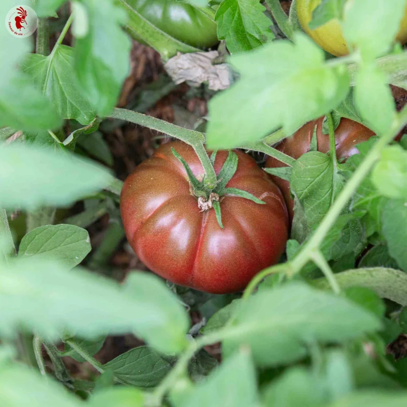 Tomatoes - Cuban Black