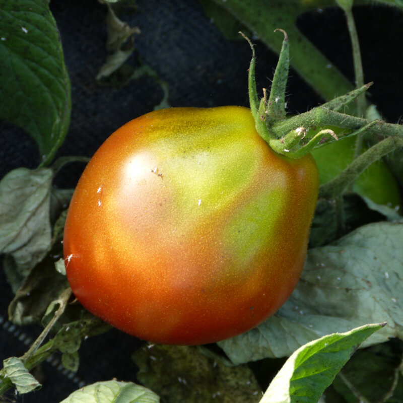 Tomatoes - Black Pear