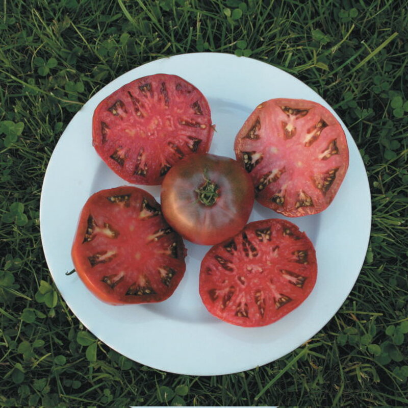 Tomatoes - Anthrax