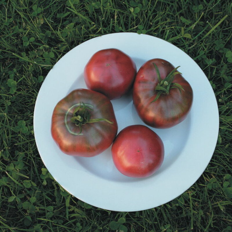 Tomatoes - Anthrax