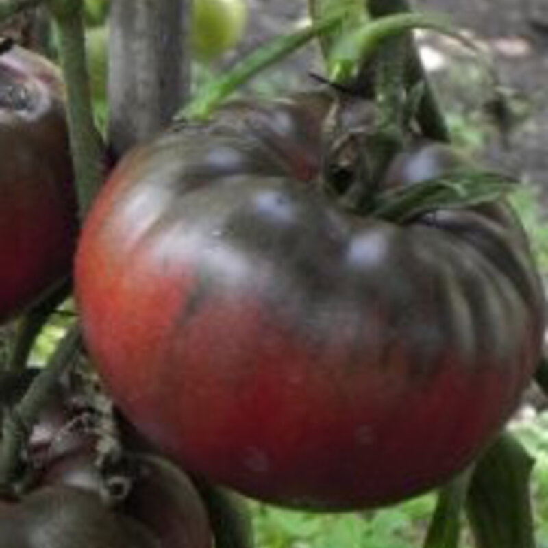 Tomatoes - Sara's Black