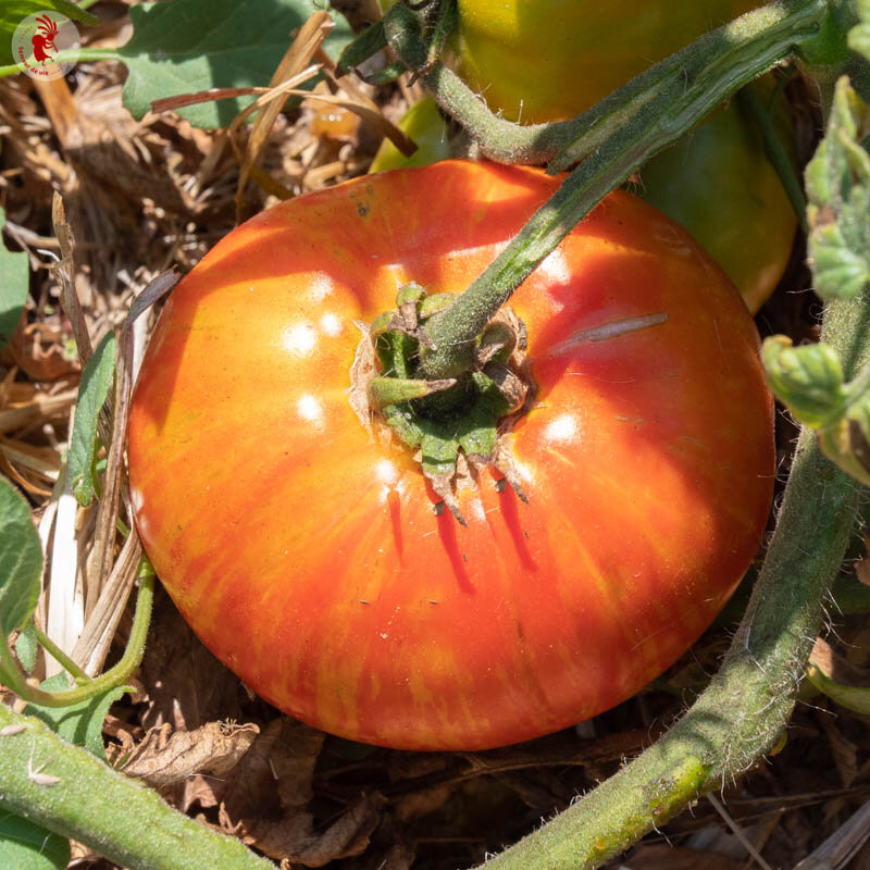 Tomatoes - Copia