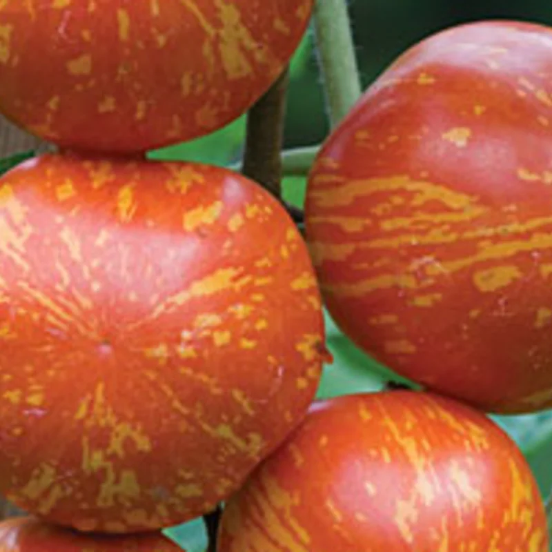 Tomatoes - Red Zebra