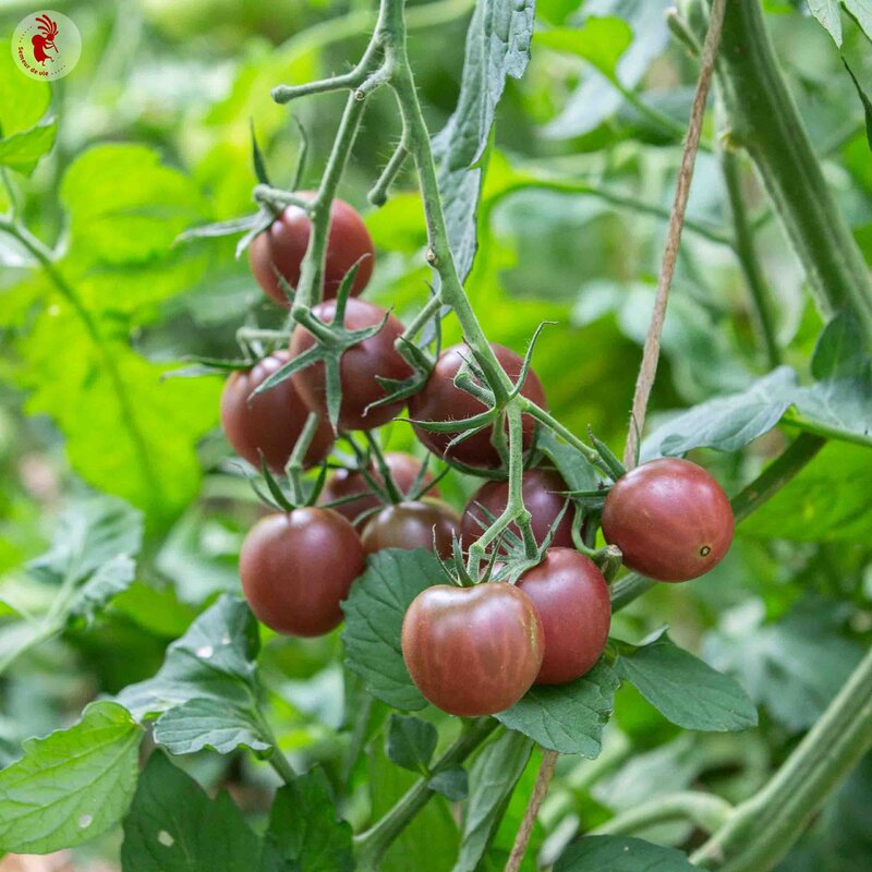 Cherry tomatoes - Black Cherry 