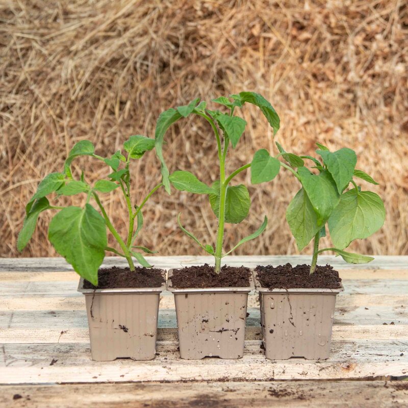 Tomatoes - Speckled Roman Tomato AB plants