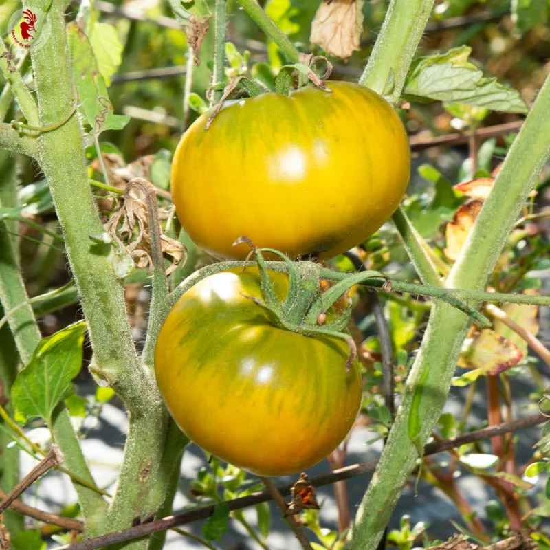 Tomatoes - Dorothy Green