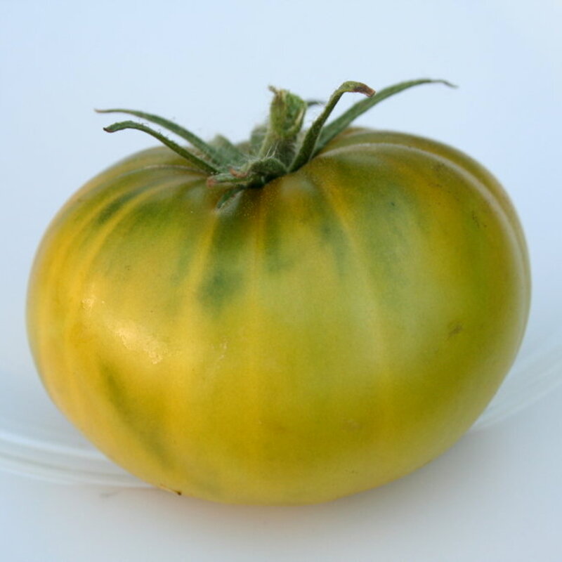 Tomatoes - Tasty Evergreen