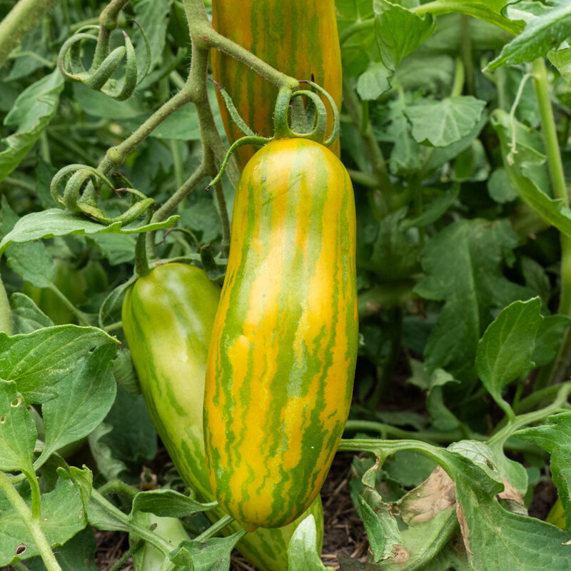 Tomatoes - Green Sausage