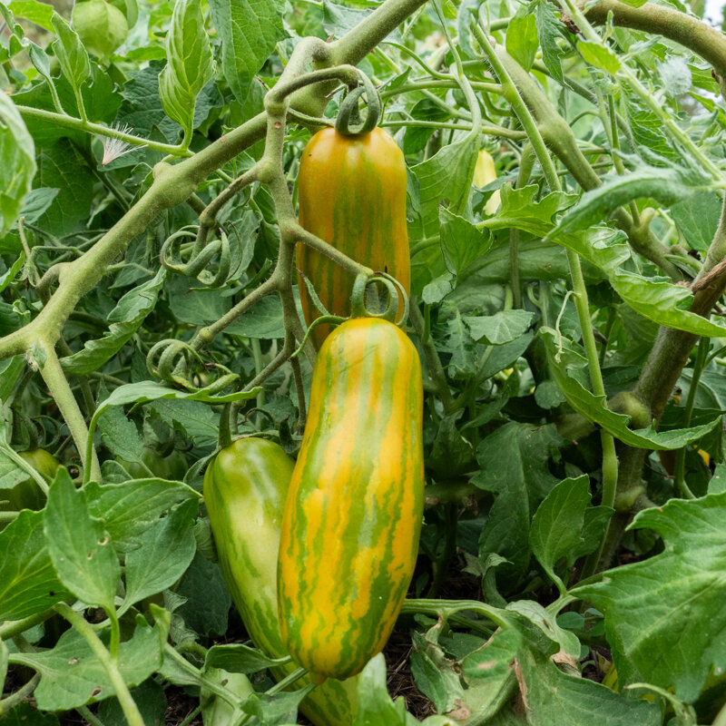 Tomatoes - Green Sausage