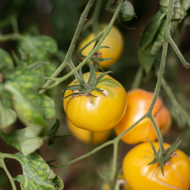 Tomatoes - White Beauty